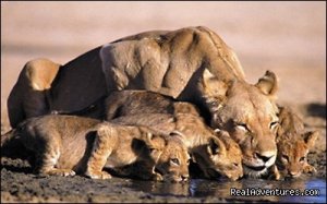 Masai Mara Migration Safari in Kenya | Nairobi, Kenya Wildlife & Safari Tours | Kenya Wildlife & Safari Tours