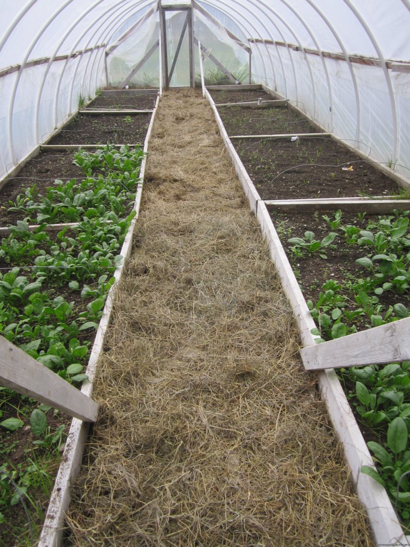One of our organic greenhouses | Inn at Baldwin Creek & Mary's Restaurant | Image #6/9 | 