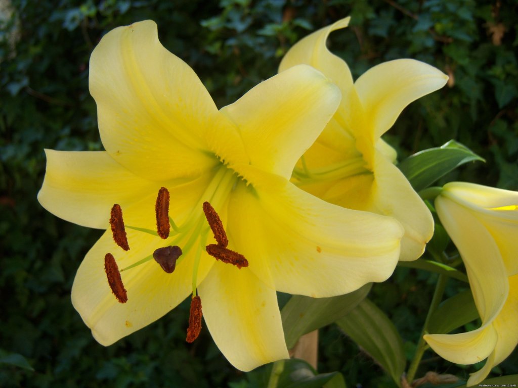 Day Lilies | Historic Victorian Castle Marne Bed & Breakfast | Image #7/15 | 
