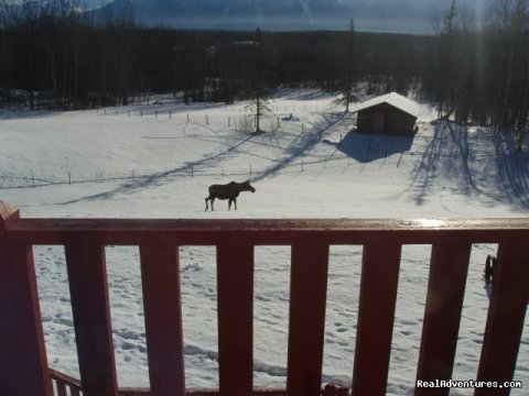 Moose meanderng through the yard