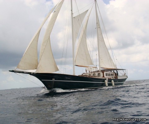 Special Dive Cruise in Maldives luxury CruiseYacht 'Dream Voyager - Queen of the Ocean'