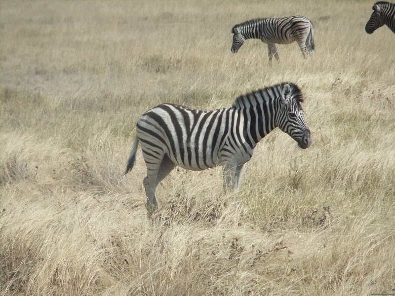 Etosha | Bluecrane Safaris Namibia | Image #7/14 | 
