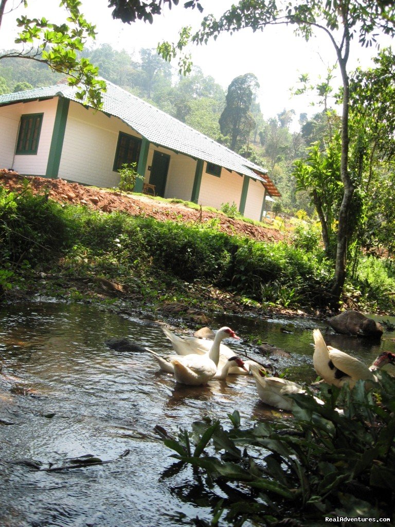 Stream flowing through the heart of Resort | Orchard Holiday Resort | Kozhikode, India | Hotels & Resorts | Image #1/9 | 