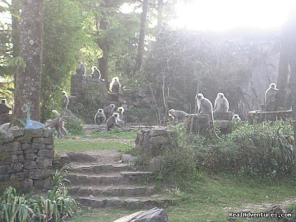 Langurs in the garden | Himalayan nature resort at Eagles Nest India | Image #3/19 | 