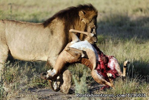 lion kills gazel | Affodable camping safaris in kenya and tanzania. | nairobi, Kenya | Sight-Seeing Tours | Image #1/1 | 