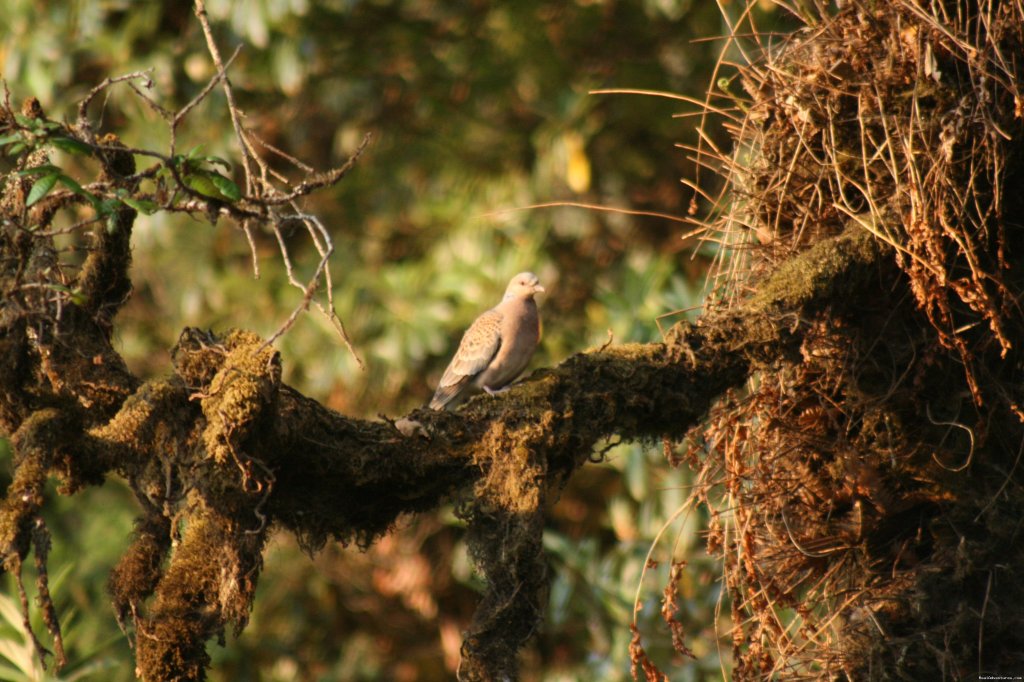 Nature's Colours | Wildlife Safaris & Adventure Sports In South Asia | Image #10/20 | 