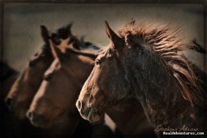 Montana Horses at the Mantle Ranch | Three Forks, Montana Horseback Riding & Dude Ranches | Bonners Ferry, Idaho Horseback Riding & Dude Ranches