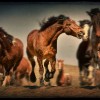 Montana Horses at the Mantle Ranch The Roundup by Stephanie Adriana