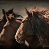 Montana Horses at the Mantle Ranch Spartan by Stephanie Adriana