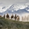Montana Horses at the Mantle Ranch Montana Horses