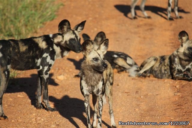 Wild Dogs, South Luangwa | Malawian Style - Safari, Mountain, Lake Adventures | Image #11/23 | 