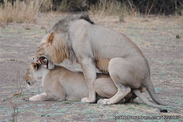 Lions mating - South Luangwa | Malawian Style - Safari, Mountain, Lake Adventures | Image #12/23 | 