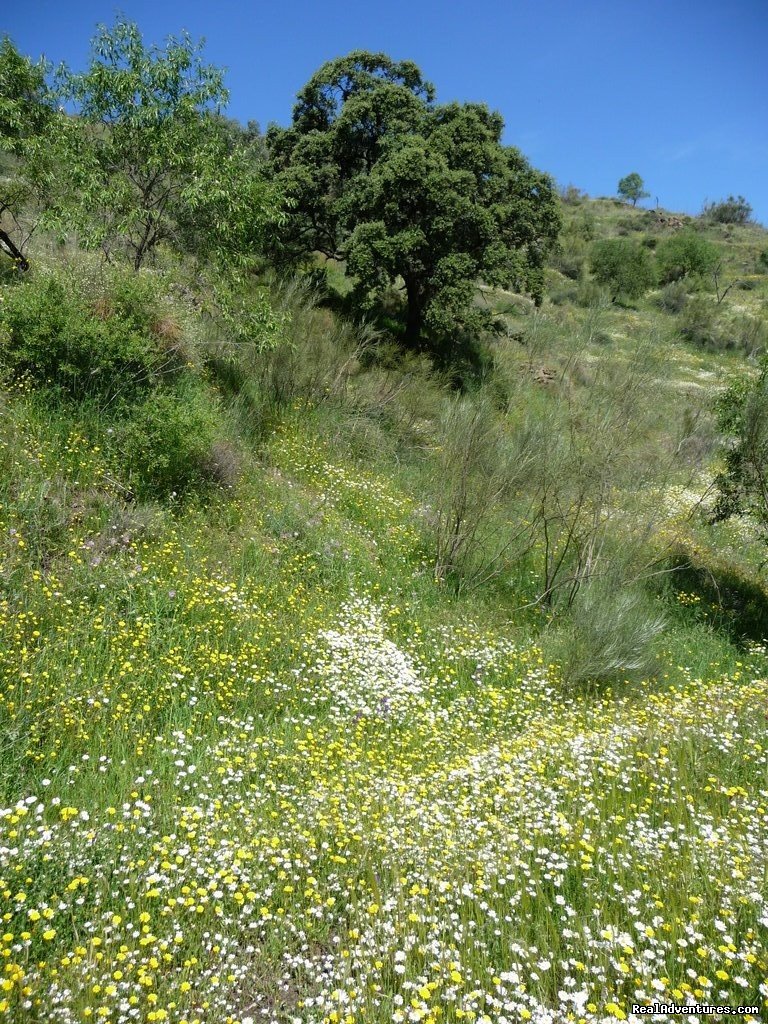Spring in Andalucia | Hiking Holidays in Spain's most beautiful region | Image #5/9 | 