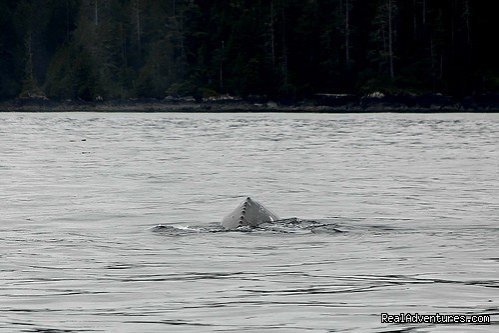 Humpbacks swim the Goletas Channel | Top 10 Hikes In The World-bc's West Coast Trail | Image #4/8 | 