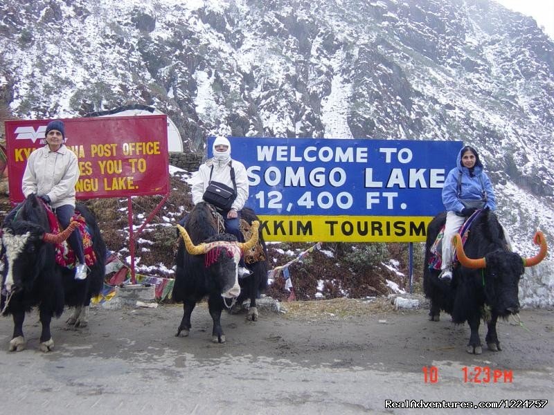 tourist having a blast ridind a yak. | Your Travel Companion For Sikkim, Darjeeling. | Image #4/6 | 