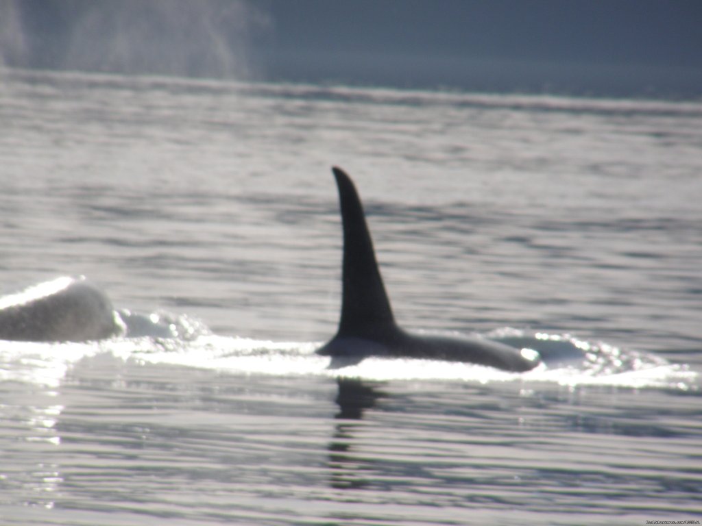 Weather Permitting Alaska LLC | Image #14/15 | 