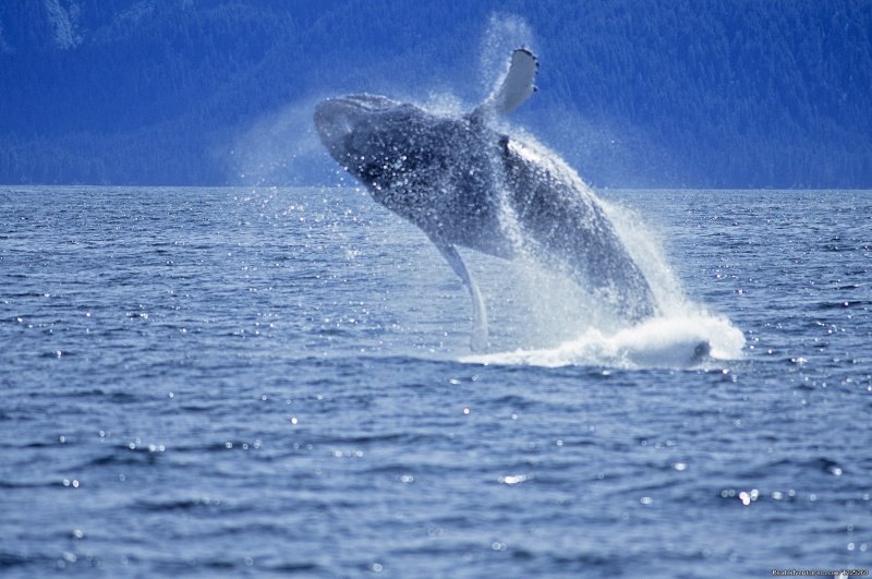 Whale watching at Timber Cove Inn | Timber Cove Inn | Image #15/25 | 