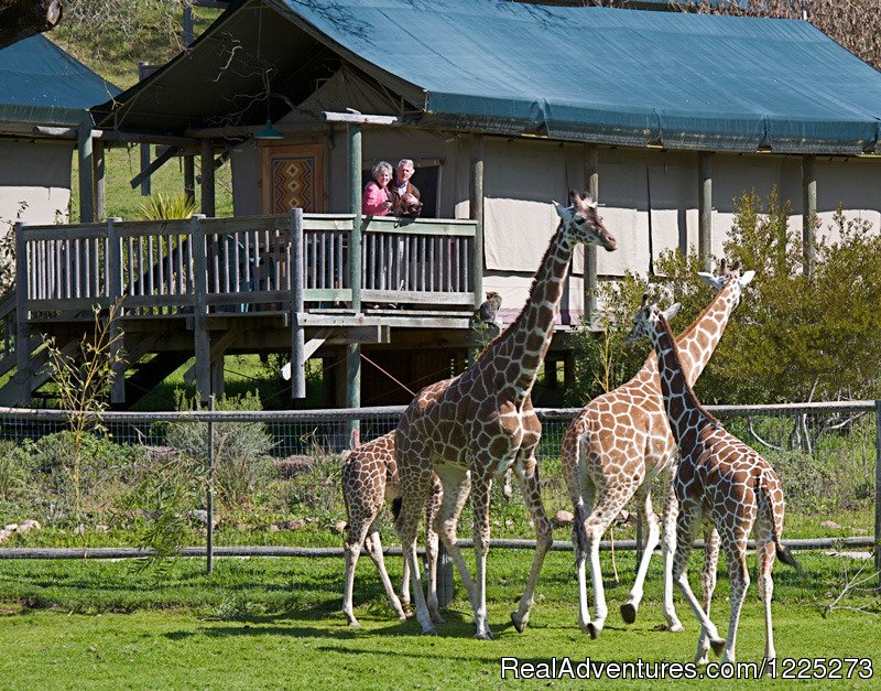 Tent with Giraffes | Safari West | Santa Rosa, California  | Hotels & Resorts | Image #1/2 | 