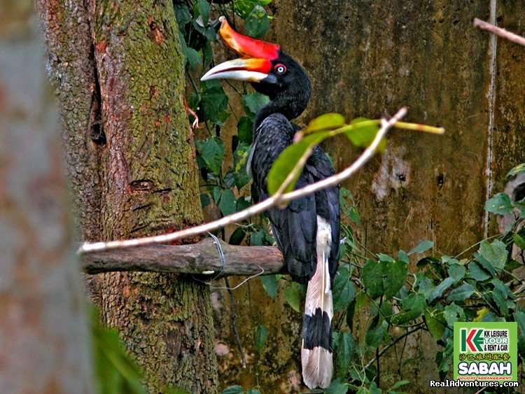 Kota Kinabalu City Tour - Lok Kawi Zoo | 3D/2N Kota Kinabalu City Tour/Zoo/Kinabalu Park | Image #6/19 | 