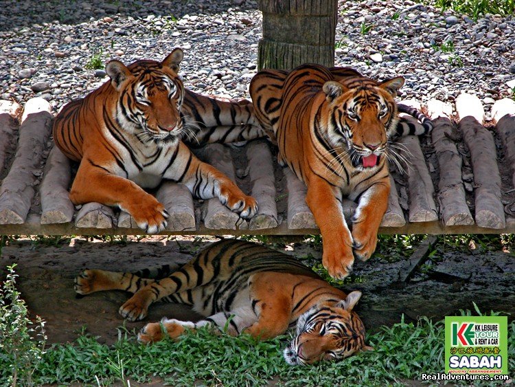 Lok Kawi Zoo | 3D/2N Kota Kinabalu City Tour/Zoo/Kinabalu Park | Image #8/19 | 