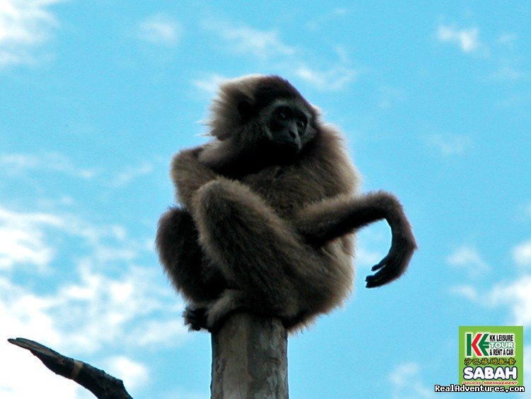 Lok Kawi Zoo | 3D/2N Kota Kinabalu City Tour/Zoo/Kinabalu Park | Image #9/19 | 