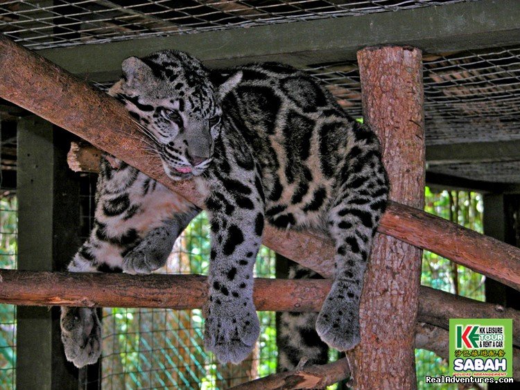 Lok Kawi Zoo | 3D/2N Kota Kinabalu City Tour/Zoo/Kinabalu Park | Image #10/19 | 