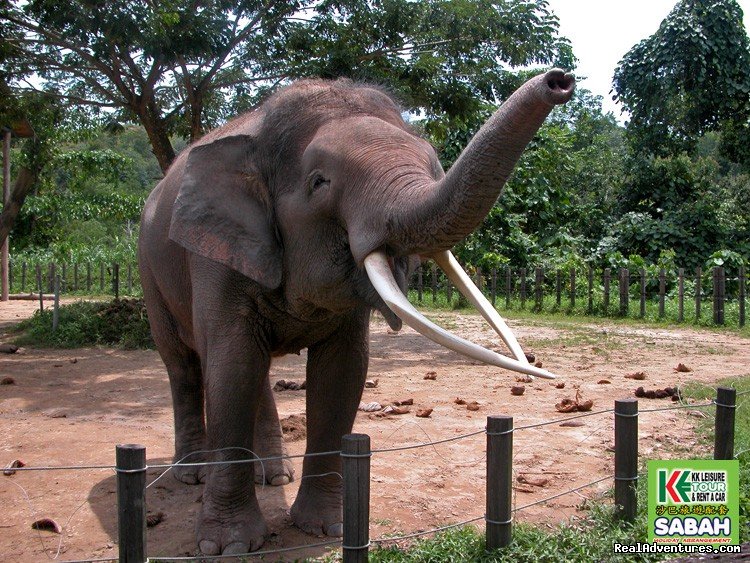 Lok Kawi Zoo | 3D/2N Kota Kinabalu City Tour/Zoo/Kinabalu Park | Image #11/19 | 