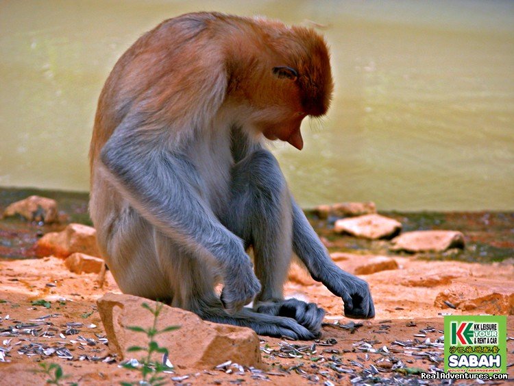 Lok Kawi Zoo | 3D/2N Kota Kinabalu City Tour/Zoo/Kinabalu Park | Image #12/19 | 