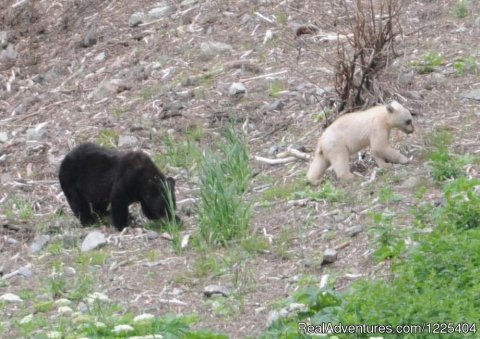 Black bear / white cub