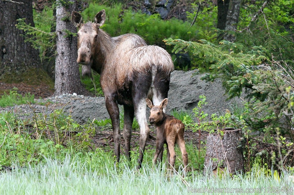 Mama and baby | Chilkat River Adventures | Image #3/11 | 