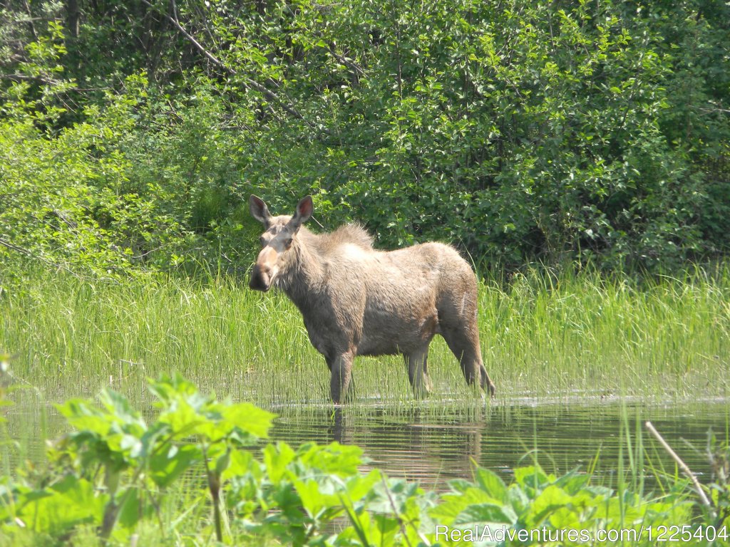 Moose | Chilkat River Adventures | Image #4/11 | 