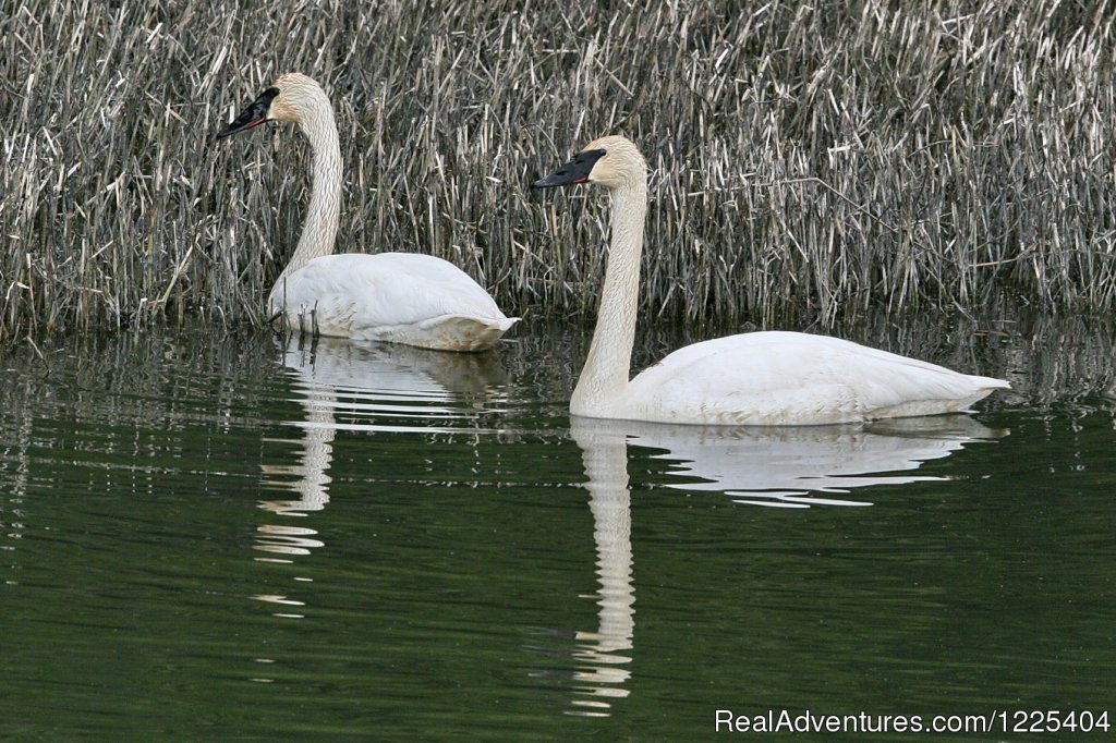 Trumpeter Swans | Chilkat River Adventures | Image #5/11 | 
