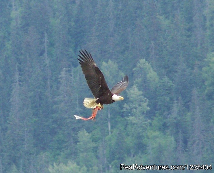 Eagle with fish | Chilkat River Adventures | Image #6/11 | 