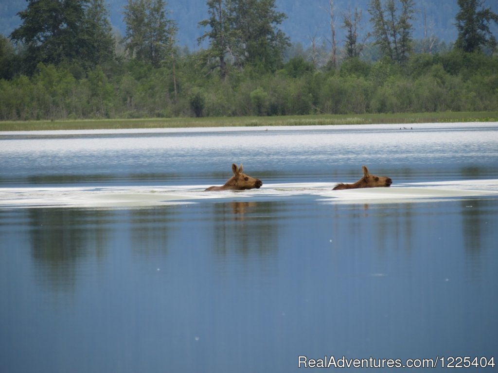 Twin calves | Chilkat River Adventures | Image #9/11 | 