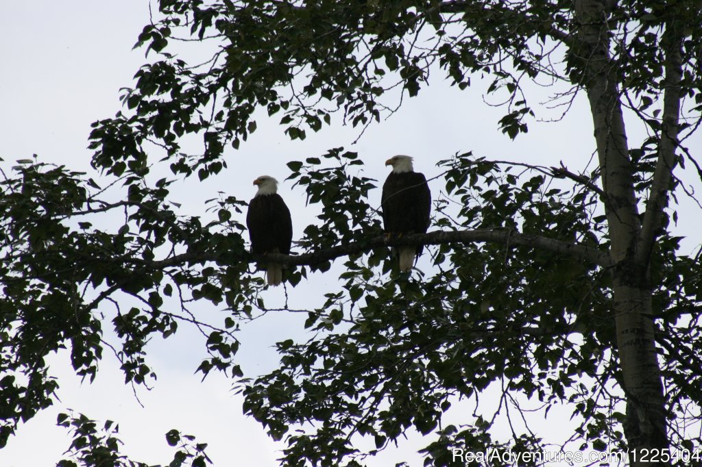 Eagles inn the tree | Chilkat River Adventures | Image #11/11 | 