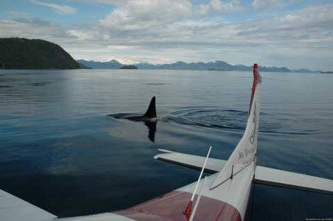 Orca Whales in Prince William Sound | Image #6/22 | Sky Trekking Alaska