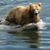 Sky Trekking Alaska Kodiak Brown Bears