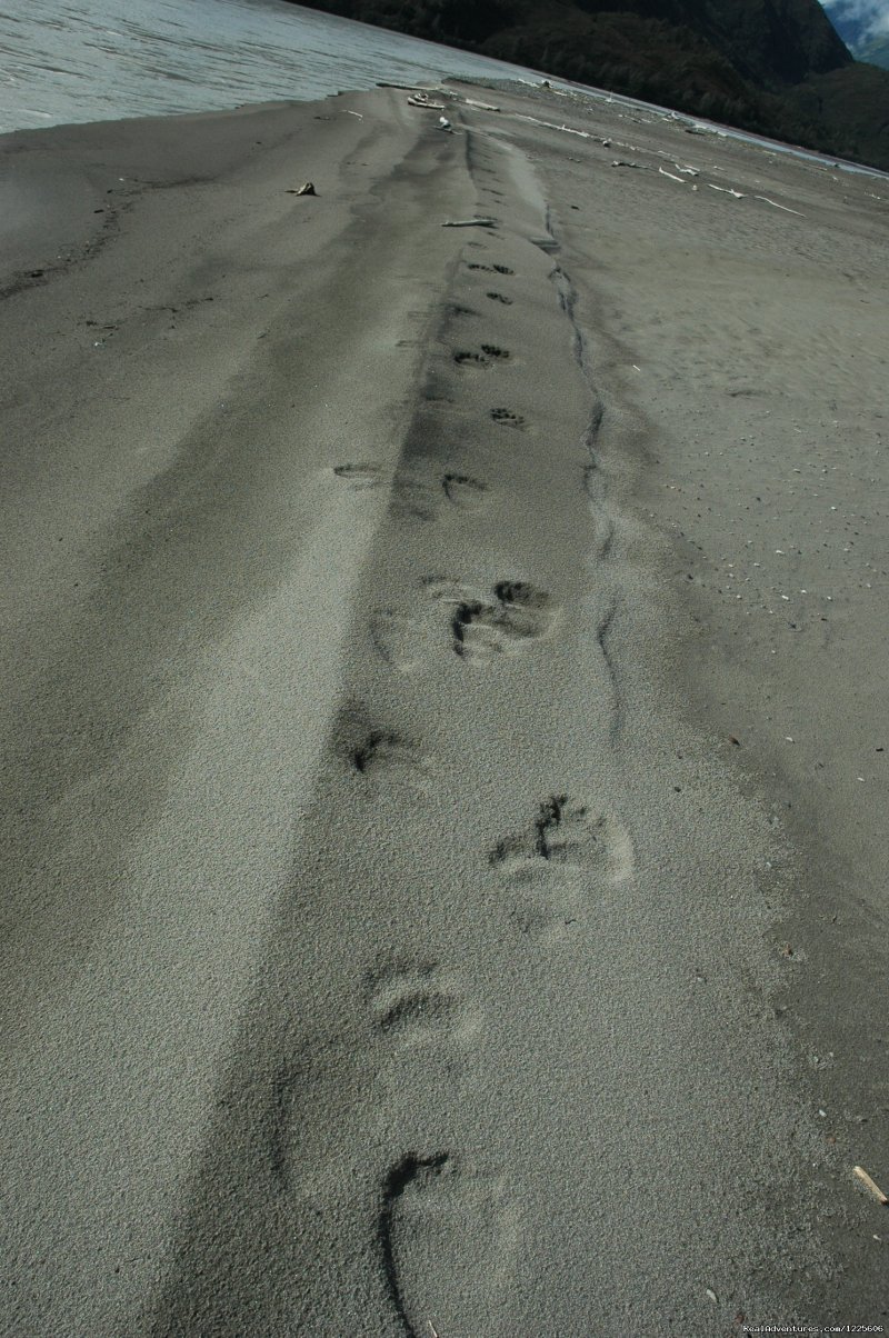 Bear Tracks near Copper River | St. Elias Alpine Guides | Image #16/23 | 