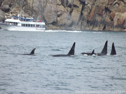 Pod of Orca Whales in Kenai Fjords National Park
