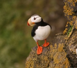 Alaska' Pribilofs -Remote. Wild and Unbelievable. | St. Paul Island, Alaska Eco Tours | Great Vacations & Exciting Destinations