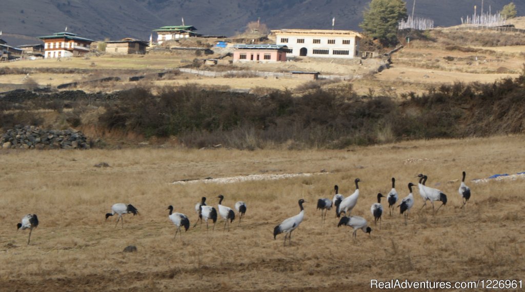 Highly Endangered Black Necked Cranes in Bhutan | Bhutan Beautiful Tour | Image #3/10 | 