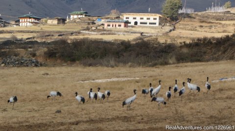 Highly Endangered Black Necked Cranes in Bhutan
