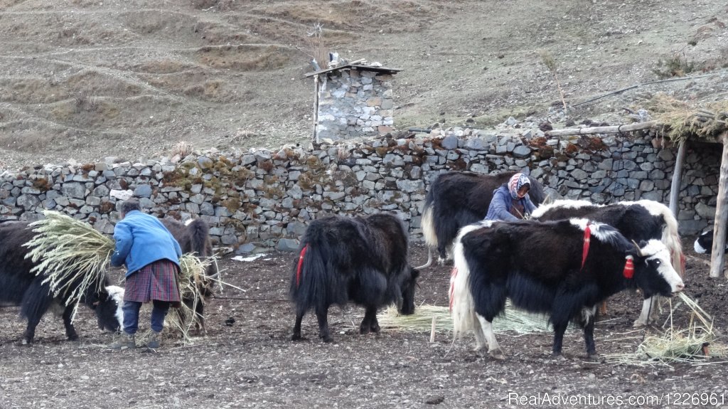 Bhutan Yak Herders-The Highlanders | Bhutan Beautiful Tour | Image #4/10 | 