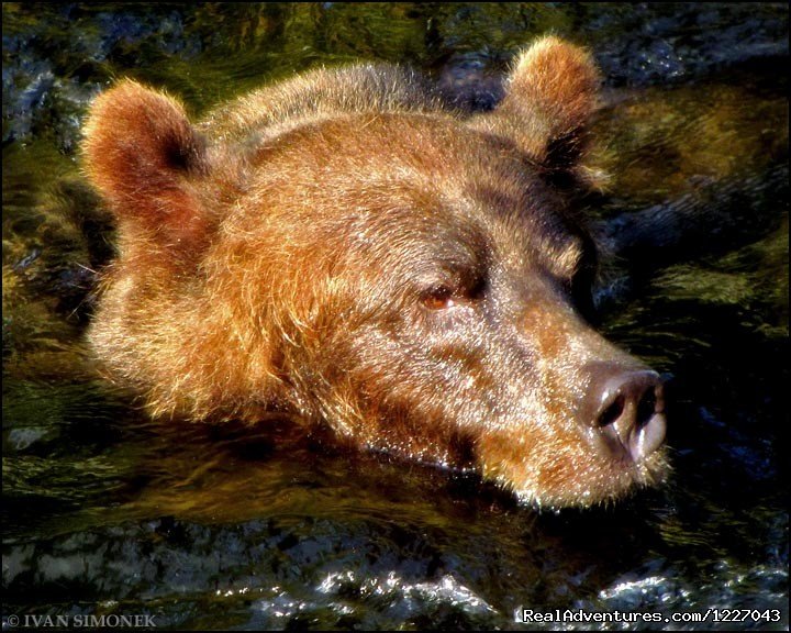 Up close to Brown Bears at AnAn | Wilderness Adventure Tours in Wrangell, Alaska | Wrangell, Alaska  | Eco Tours | Image #1/14 | 