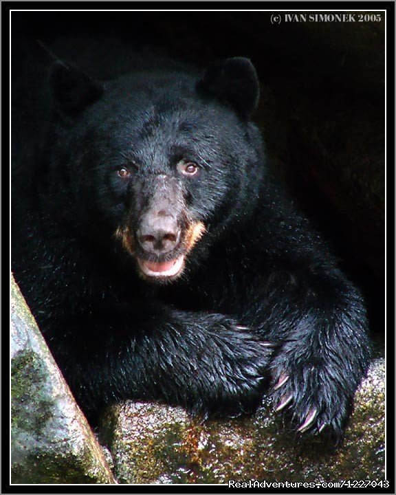 Black Bears at AnAn | Wilderness Adventure Tours in Wrangell, Alaska | Image #2/14 | 