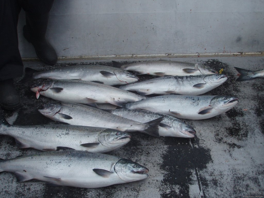 Coho salmon | Fish Wrangell | Image #9/9 | 