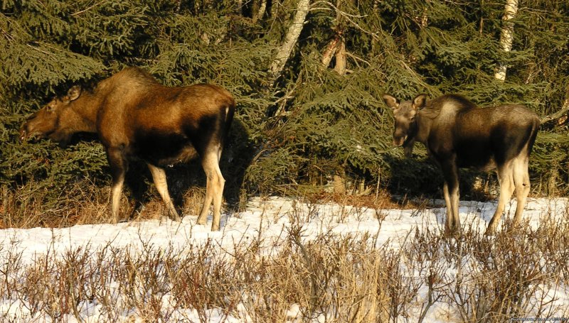 Moose at Gallery Lodge | Gallery Lodge | Image #6/6 | 