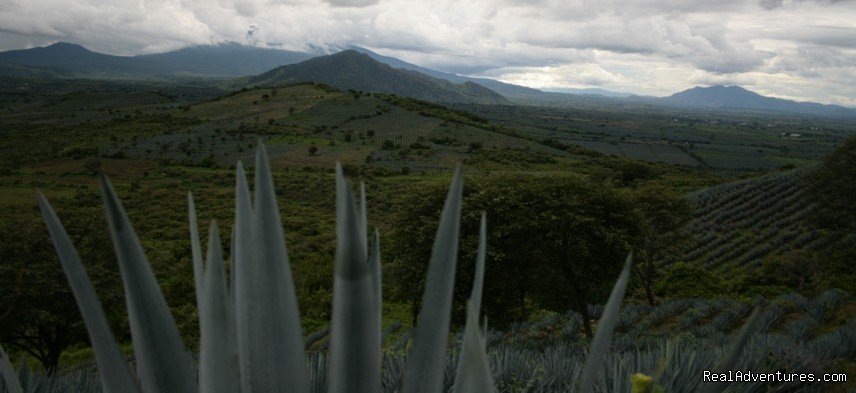 The awesome Agave fields | Horseback Riding Mexican Tours | Image #13/13 | 