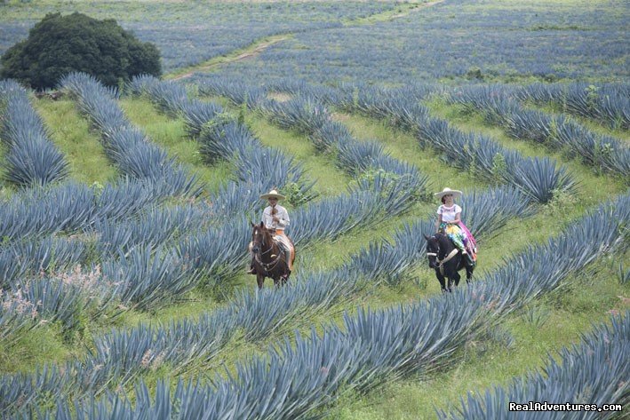 Horseback Riding at the Agave fields in Jalisco | Horseback Riding Mexican Tours | Image #9/13 | 