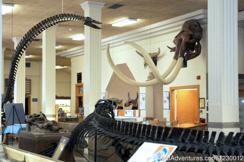 Plesiosaur and Mammoth | Museum of Geology | Aberdeen, South Dakota  | Museums & Art Galleries | Image #1/2 | 